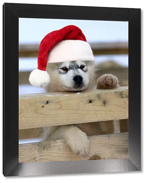 DOG - Siberian  /  Arctic Husky puppy peering over fence wearing, red Christmas Santa hat