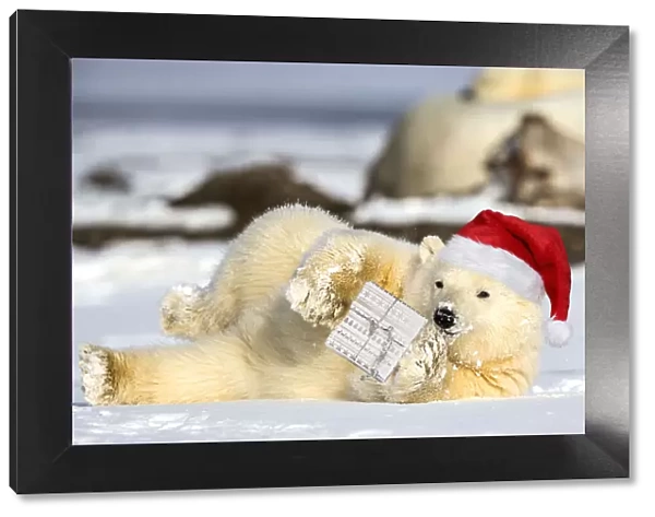 Polar Bear yearling lying in the snow holding a Christmas present and wearing a red Snata hat