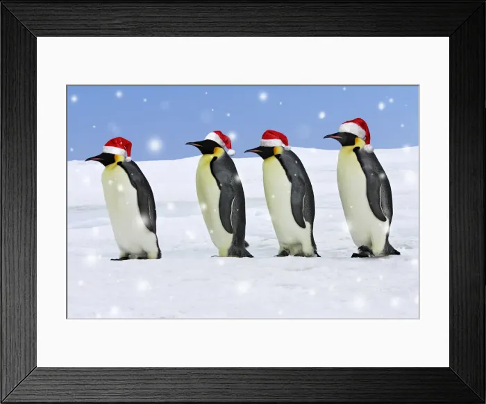 Framed Print : WAT-11353. Emperor Penguin - four adults walking across ice wearing red