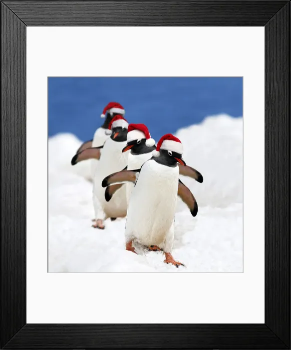 Framed Print : WAT-15427. Gentoo Penguin - marching in red Christmas Santa hats Date Framed Print : WAT-15427. Gentoo Penguin - marching in red Christmas Santa hats Date