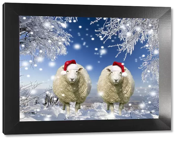 Two sheep wearing Christmas hats under trees covered in snow and frost