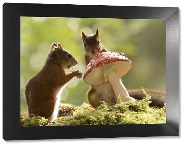 Red Squirrels with a toadstool