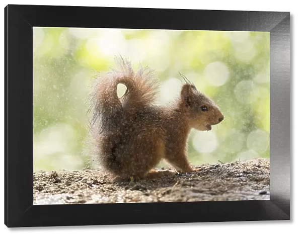 Red Squirrel standing in the rain