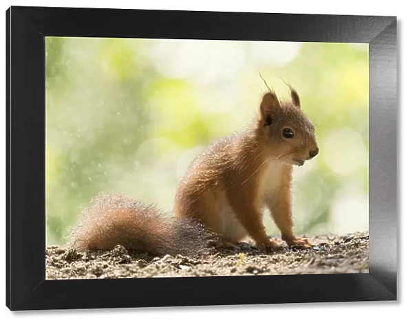 Red Squirrel standing in the rain