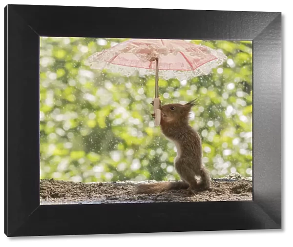Red Squirrel holding an umbrella in the rain