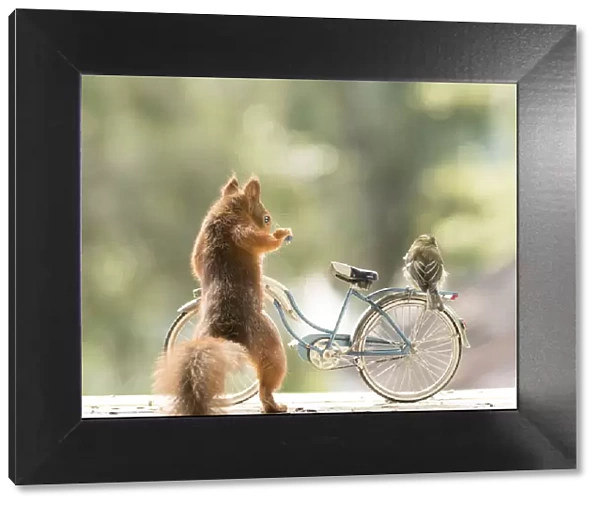 Red Squirrel and great tit standing on a bicycle