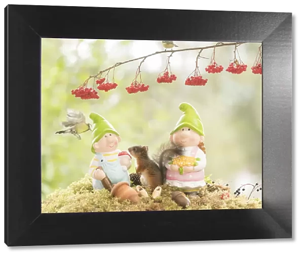Red Squirrel and great tit with dwarfs