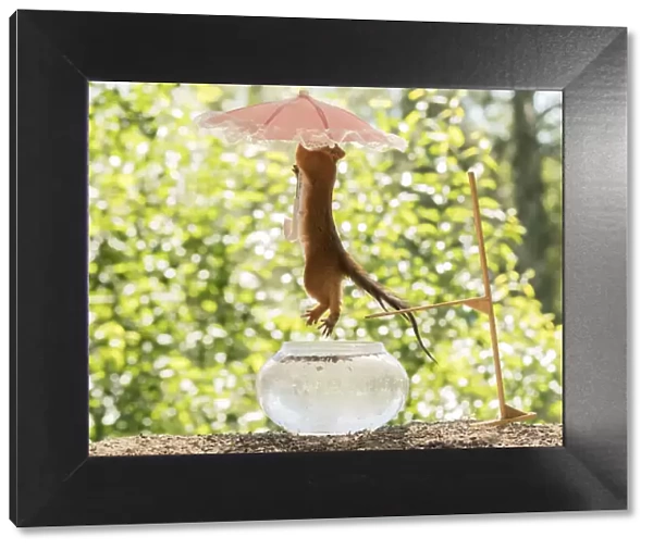 Red Squirrel with water, bowl and diving board