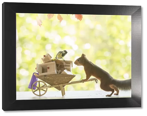 Red Squirrel and great tit with wheelbarrow and funiture