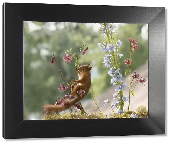 young Red Squirrel climbs in lily flowers
