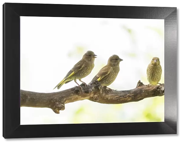three young greenfinch birds on a branch