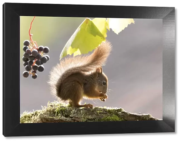Red Squirrel stand with grapes