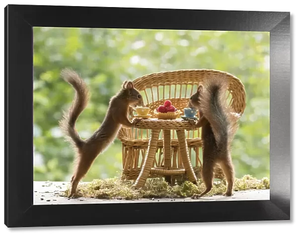 Red Squirrels sitting at a table