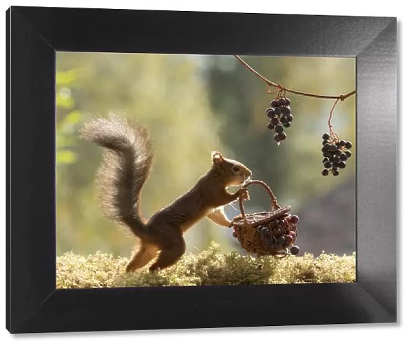 Red Squirrel stand with basket and grapes