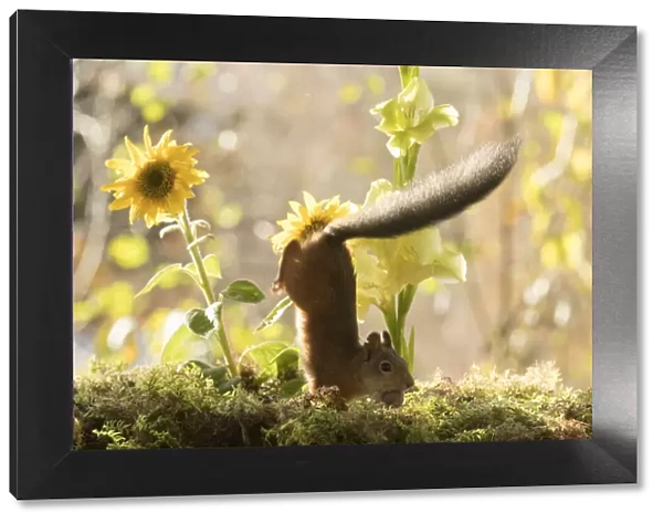 red squirrel jumps down from a sunflower