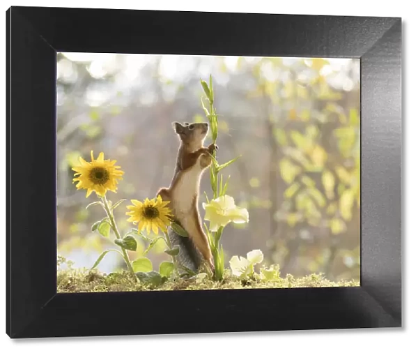 red squirrel climbs in a sunflower
