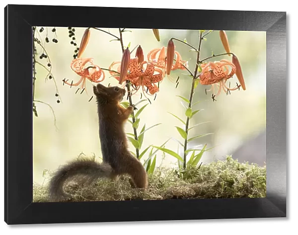 Red Squirrel standing with a tiger lily