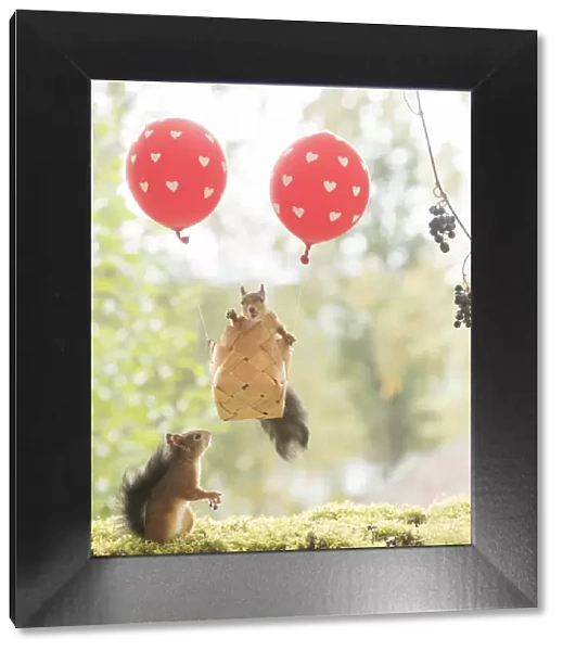 Red Squirrel sitting in an air balloon