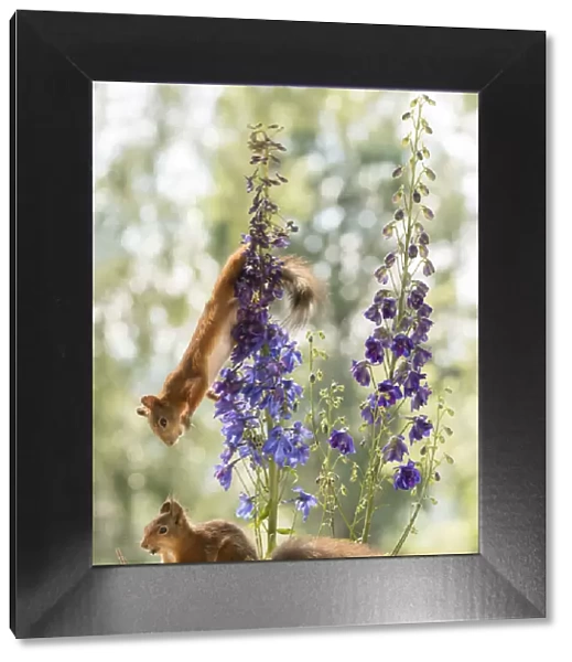 Red Squirrel attacks another from Delphinium flowers
