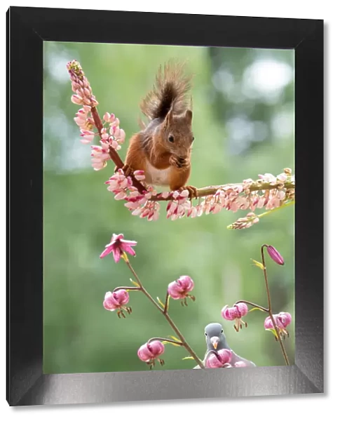 red squirrel on a lupine with woodpigeon beneath