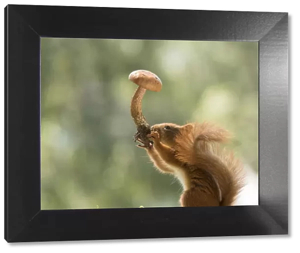 young Red Squirrel holding a mushroom in the air