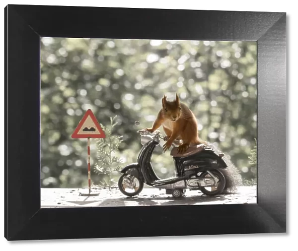 Red Squirrel with a motor bike and a sign