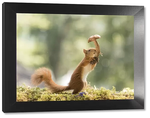 young Red Squirrel holding a mushroom in the air
