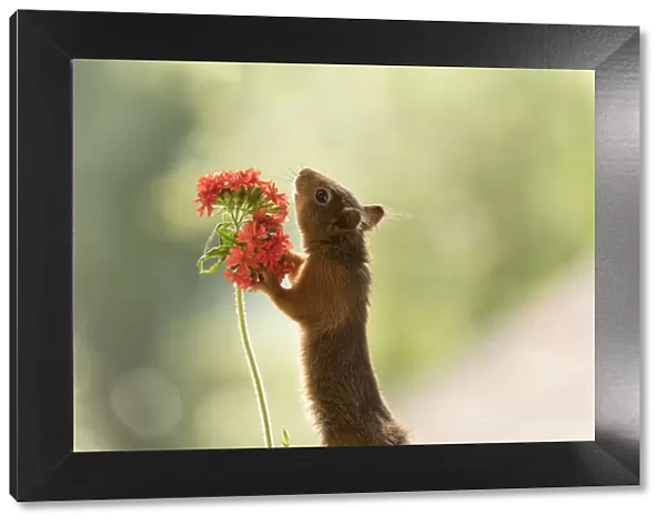 Red Squirrel holding a Silene chalcedonica flower