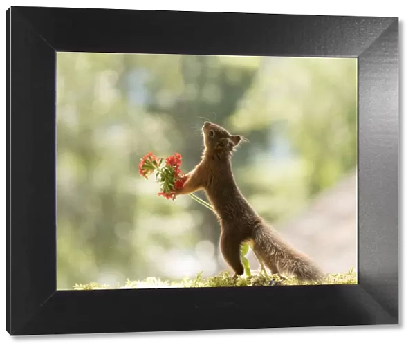 Red Squirrel holding a Silene chalcedonica flower