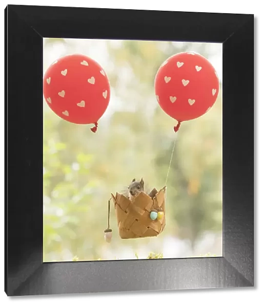 young Red Squirrel in an air balloon