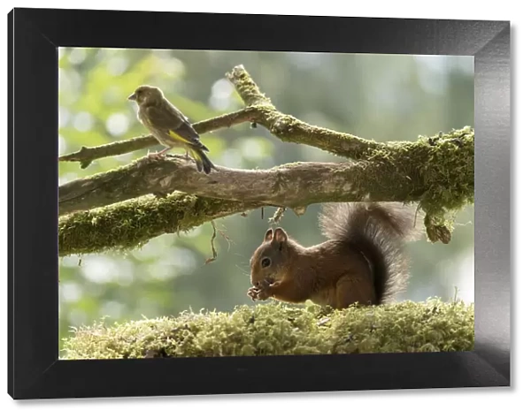 Red Squirrel and greenfinch stand on branch with moss