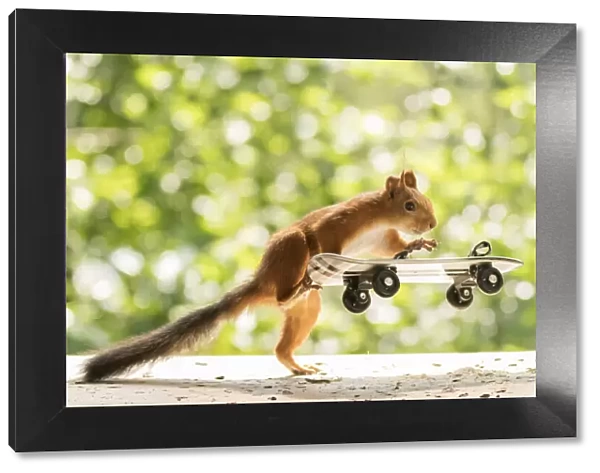 red squirrel is climbing on an Skateboard