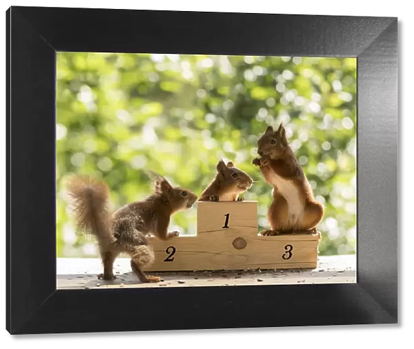 Red Squirrels standing on a podium