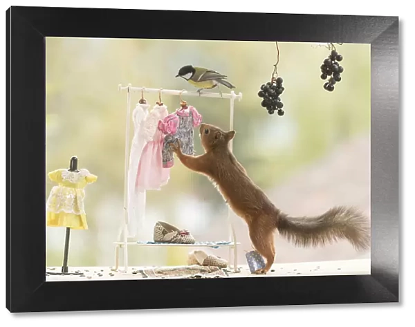 Red Squirrel and great tit in a cloth shop