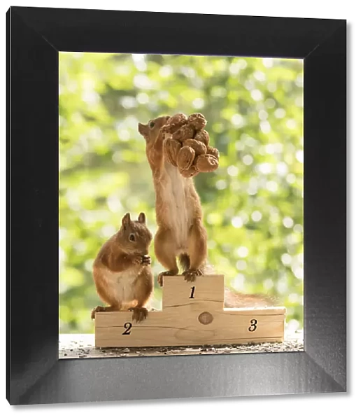 Red Squirrels standing on a podium with nuts