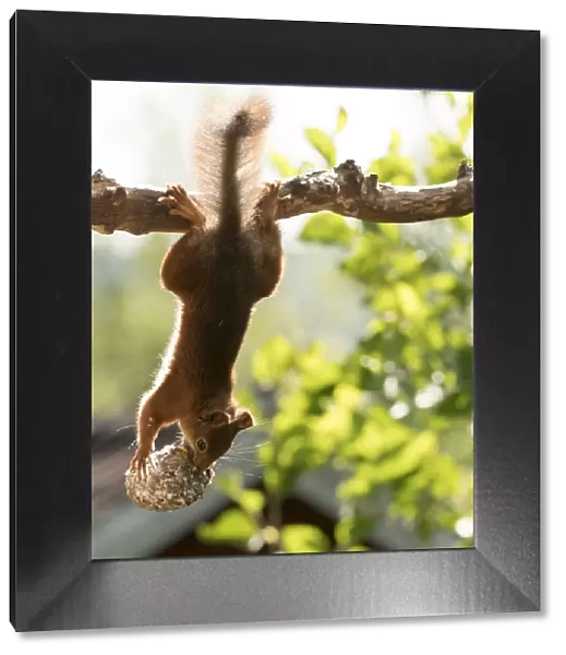Red Squirrel hanging upside down with pinecone