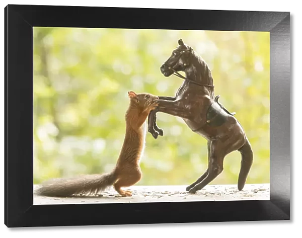 Red Squirrel holding an horse