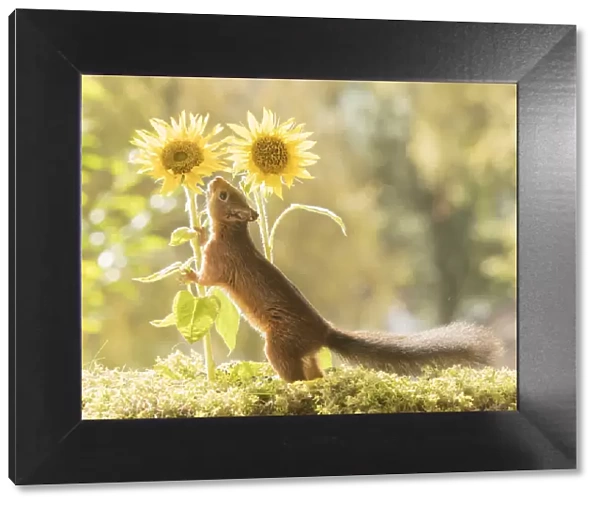 Red Squirrel with sunflowers