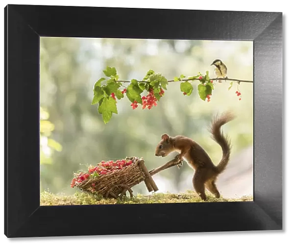 Red Squirrel and great tit with red currant and wheelbarrow