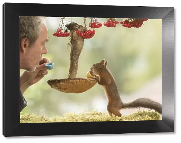Red Squirrel and man with a mushroom used as a table