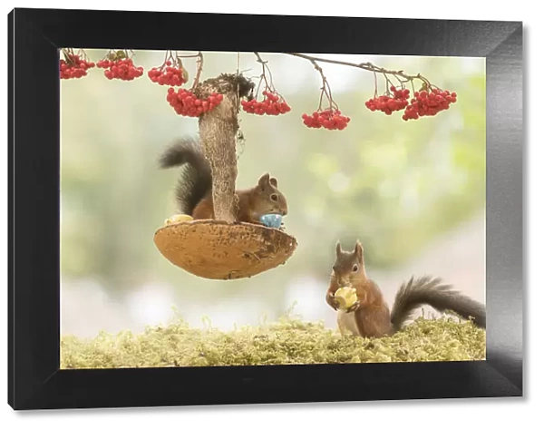 Red Squirrels with a mushroom used as a table