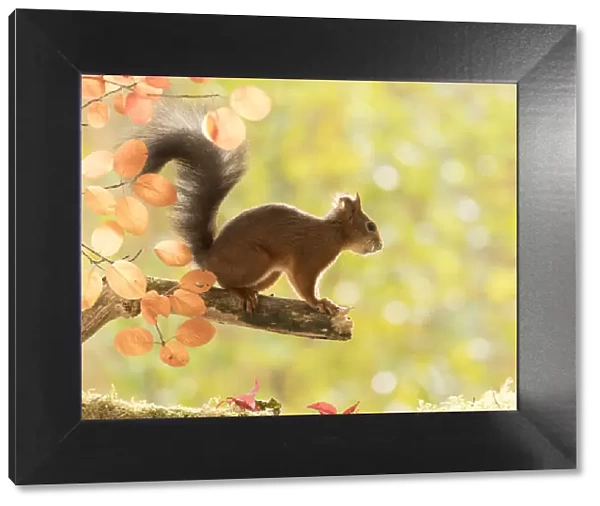 Red Squirrel stand on a branch