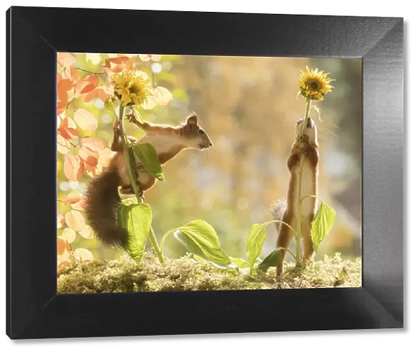 red squirrels standing with sunflowers