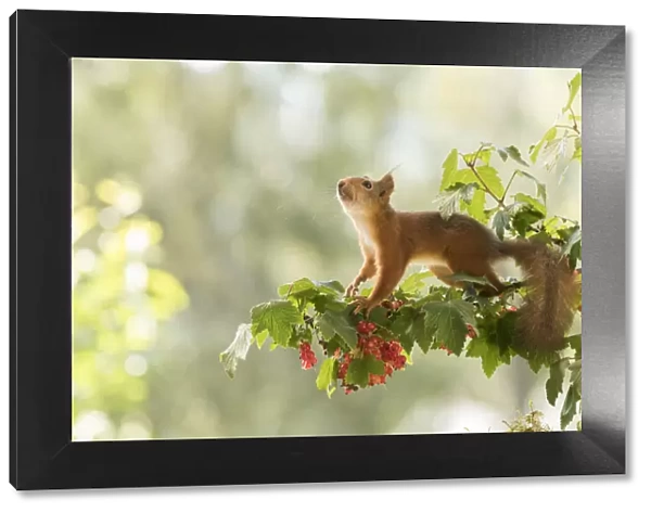 Red Squirrel stand on a red currant branch