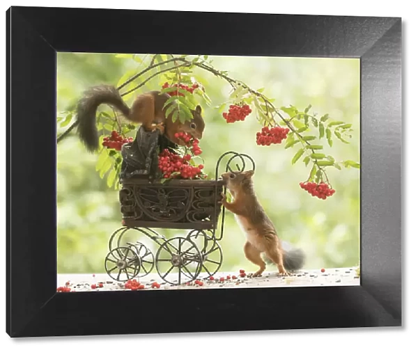 Red Squirrels with stroller and rowan berries