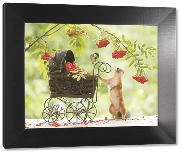 Red Squirrel with stroller and great tit