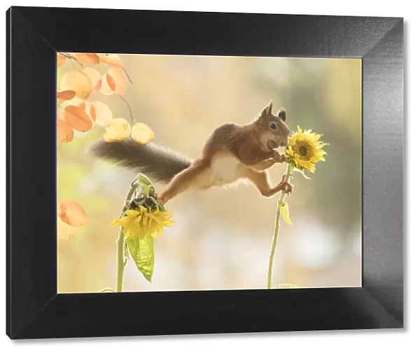 red squirrel is standing between sunflowers with nut