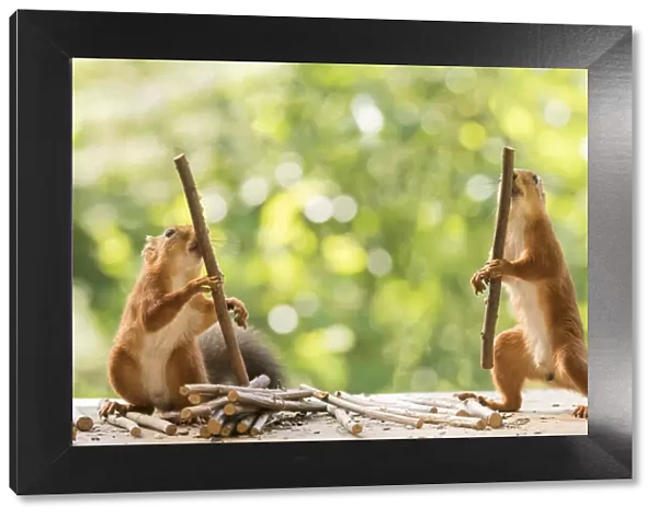 Red Squirrels holding a wooden stick