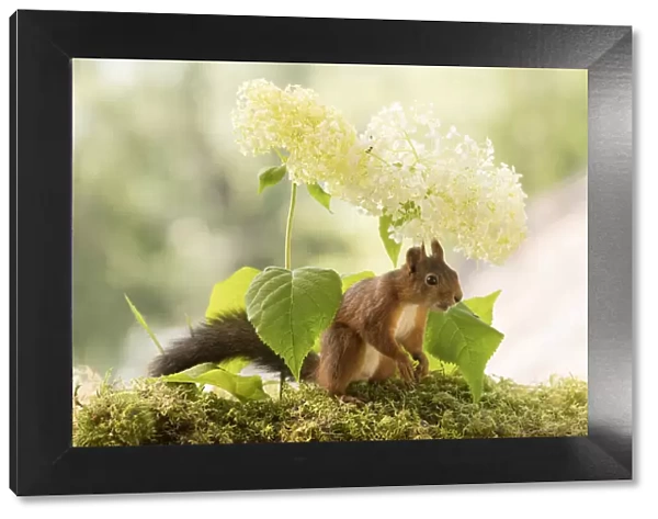 Red Squirrel stand in front of white hortensia