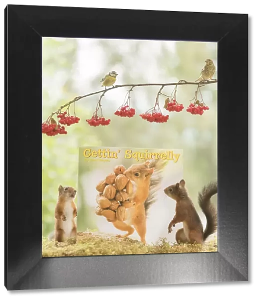 Red Squirrels with a calendar